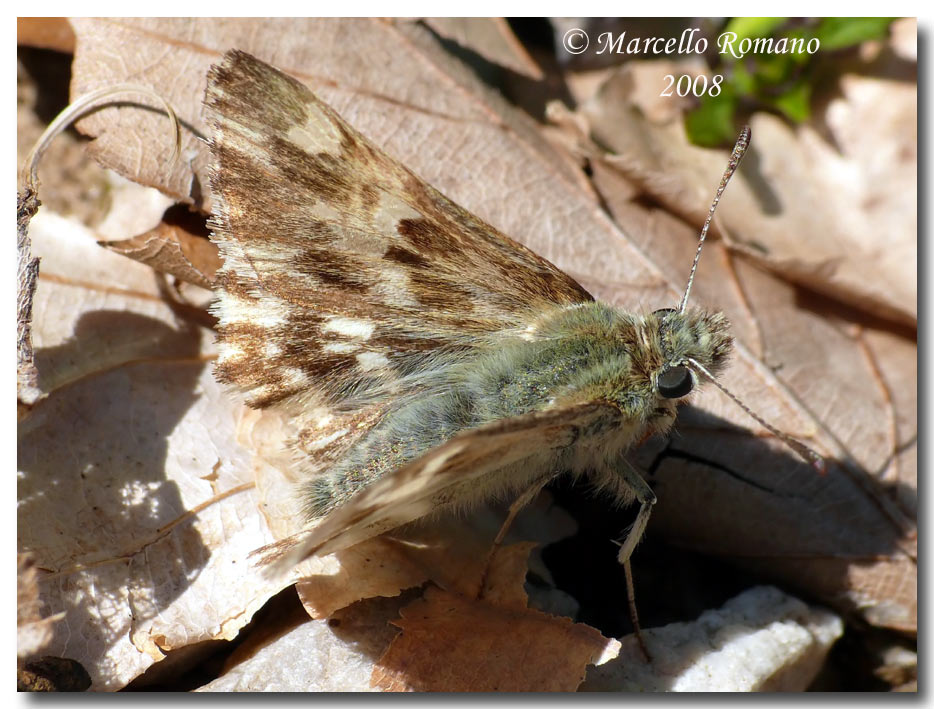 Insetti dalla Croazia: 12. Carcharodus flocciferus (Hesp.)